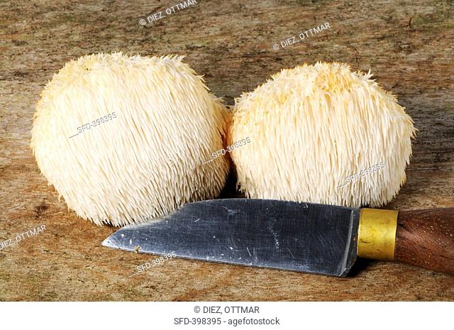 Two lion's mane mushrooms Hericium erinaceus with a knife