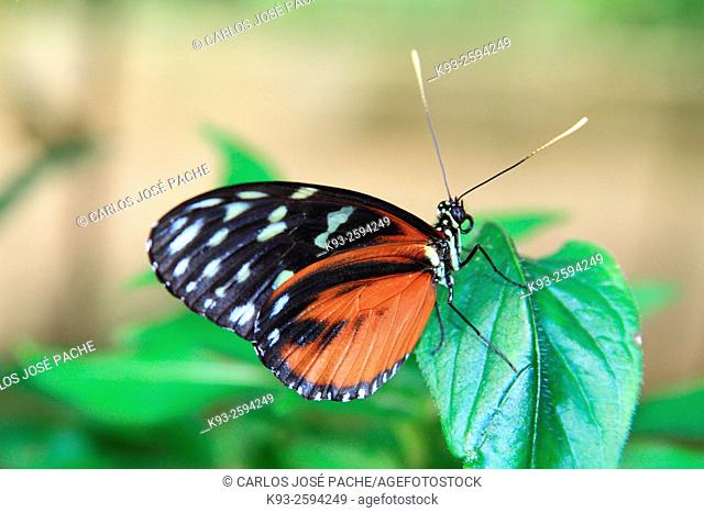 Isabella’s Longwing (Eueides isabella), Costa Rica