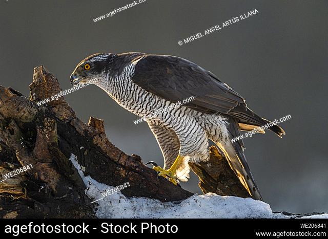 A Goshawk Hawk, Accipiter gentilis, , in the Bialowieza National Park in Poland, without people