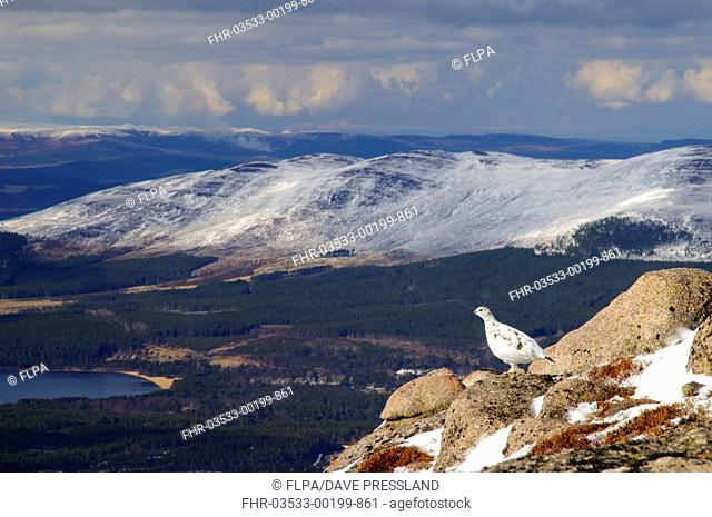Rock Ptarmigan (Lagopus mutus) adult female, winter plumage, standing on granite outcrop in mountain habitat, looking towards Loch Morlich, Cairn Gorm