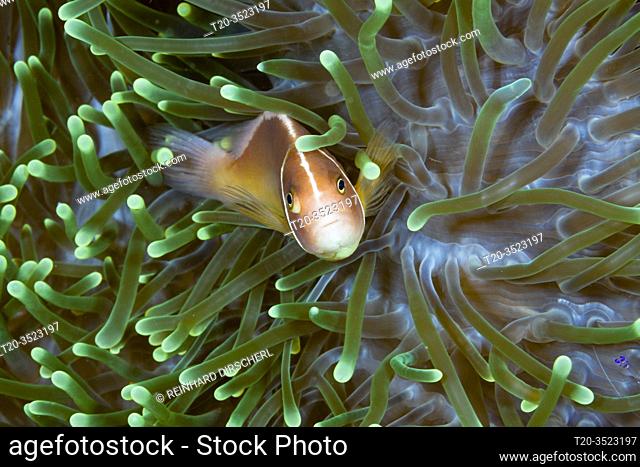 Pink anemonefish in Sea anemone, Amphiprion perideraion, Kimbe Bay, New Britain, Papua New Guinea