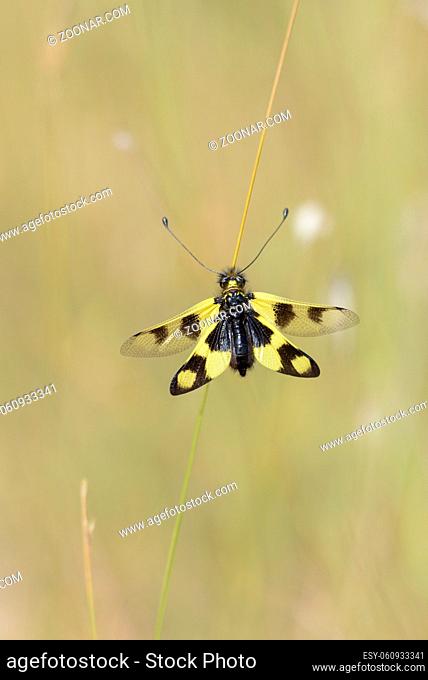 Oestliches Schmetterlingshaft, Libelloides macaronius, Ascalaphid Owlfly from Croatia