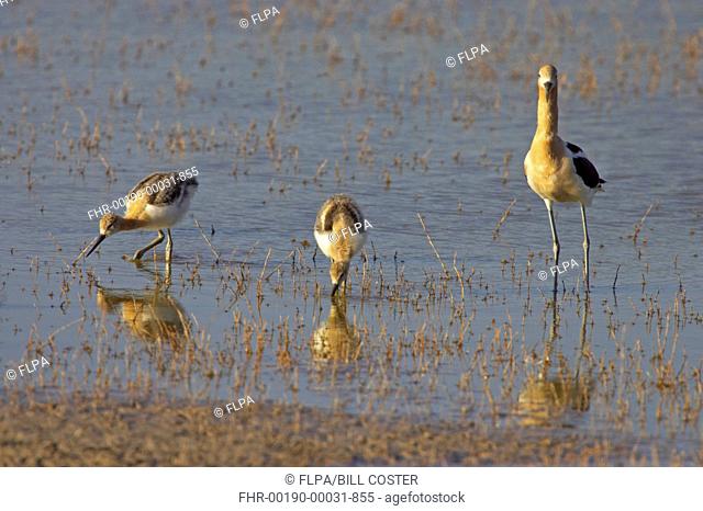 American Avocet Recurvirostra americana adult, summer plumage, with two chicks, foraging in shallow water, Klamath National Wildlife Refuge, Oregon, U S A