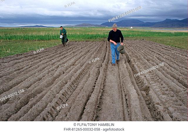 Scotland, Crofters hand sowing barley, ploughed strip of machair, South Uist, Outer Hebrides