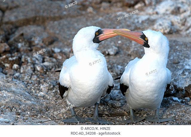 Masked Boobies pair Tower Island Galapagos Islands Ecuador Sula dactylatra couple
