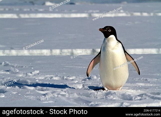 Adelie penguin which stands on the ice of the Antarctic Strait spring sunny day