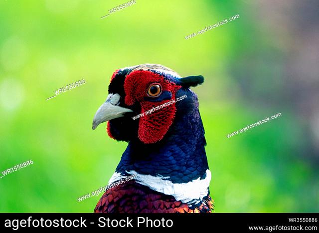 Male Ring-necked pheasant in spring