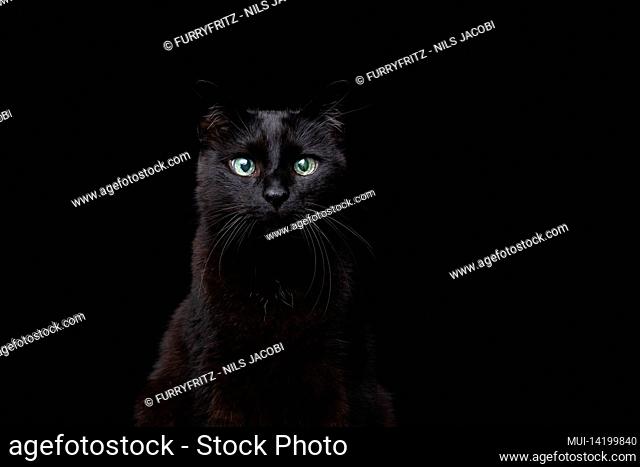 blind black cat portrait on black background with copy space
