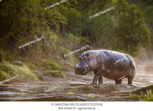 Hippopotamus (Hippopotamus amphibus) standing on the edge of the Olare Orok River, Maasai Mara National Reserve, Kenya, Africa