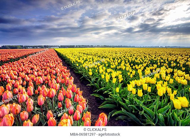 Spring clouds and rays of sun over fields of multicolored tulips Schermerhorn Alkmaar North Holland Netherlands Europe