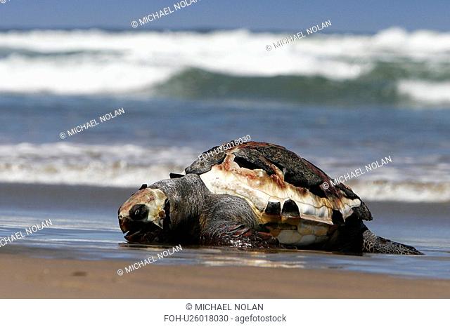 A dead Loggerhead turtle - possibly caught as by-catch- washed up dead on the beach. Loggerhead populations are in decline in the North Pacific Ocean