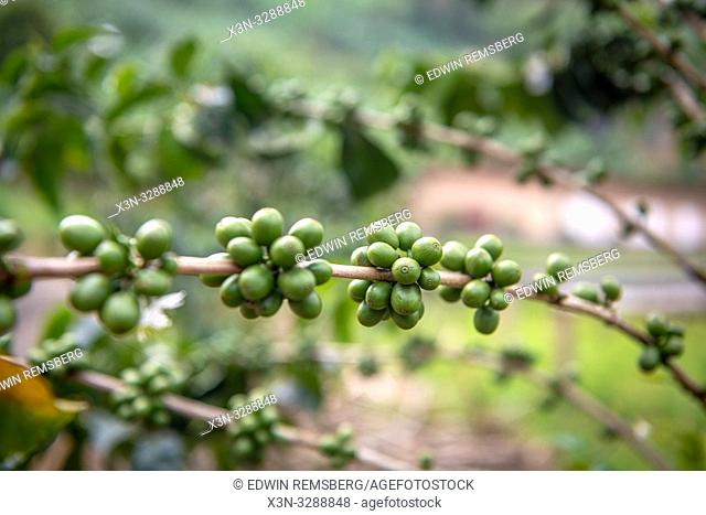 Unripe coffee beans growing on tree in Rwanda