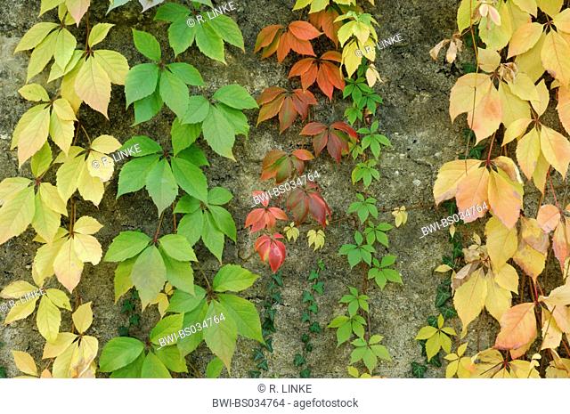Virginia creeper (Parthenocissus quinquefolia), leaves in autumn color
