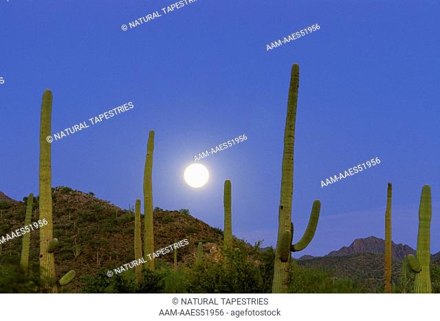 Full moon and Saguaro Cactus, Saguaro National Park, Sonoran Desert, AZ