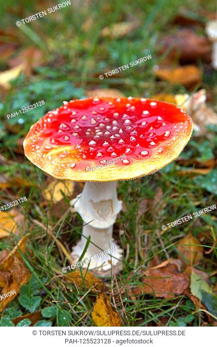 13.10.2019, a toadstool (Amanita muscaria), a poisonous mushroom, from the family of the amanita relatives. Class: Agaricomycetes, Subclass: Agaricomycetidae