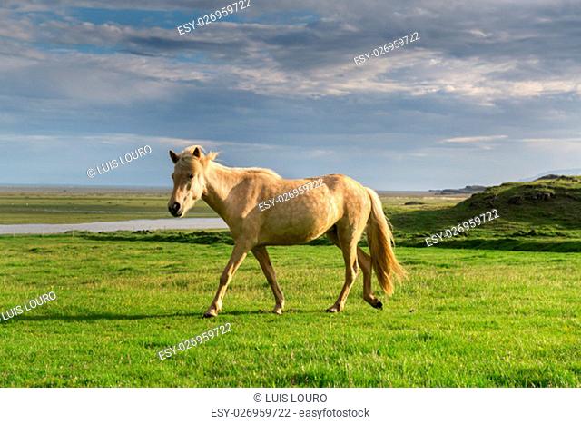 Icelandic horse with beautiful sunset light and overcast sky