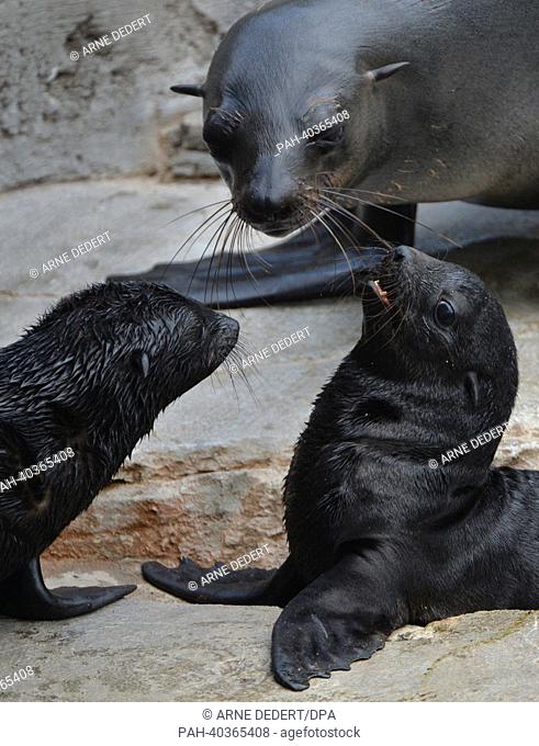 The two brown fur seal babies Emil (R) and Nelly (L) sniff at each other as their mother Bella looks on in their enclousre at the zoo in Frankfurt, Germany