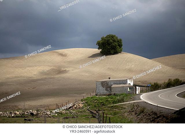 Abandoned farm close to a single tree remains from a forest in a monoculture desertified and deforested field in Prado del Rey, Sierra de Cadiz, Andalusia