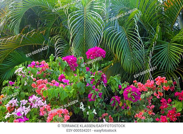 Tropical foliage of bougainvillea flowers and palm fronds at the Caribe Hilton resort in San Juan, Puerto, Rico, West Indies