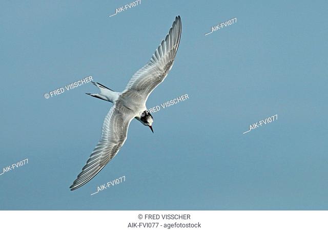 Arctic tern (Sterna paradisaea) first winter in flight seen from above showing upperwings
