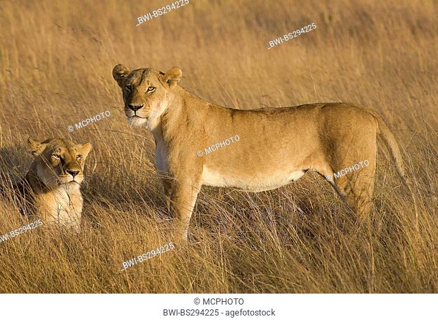lion (Panthera leo), two lions in savannah, Kenya, Masai Mara National Park