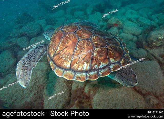 Hawksbill sea turtle (Eretmochelys imbricata), Canary Islands, Spain, Europe, Atlantic, Europe