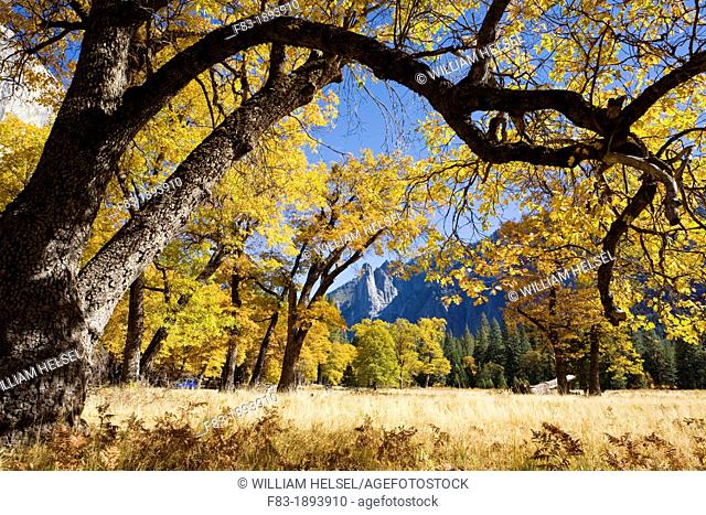 Yosemite Valley, Yosemite National Park, California, USA, El Capitan Meadow, Sentinel Rock in distance, black oaks Quercus kelloggii, November