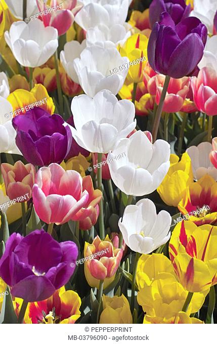 Tulip field, tulips, detail, blooms,  pussy  Plants, flowers, slice flowers, in the spring flowers, ornament flowers, tulip blooms, colorfully, colorfully