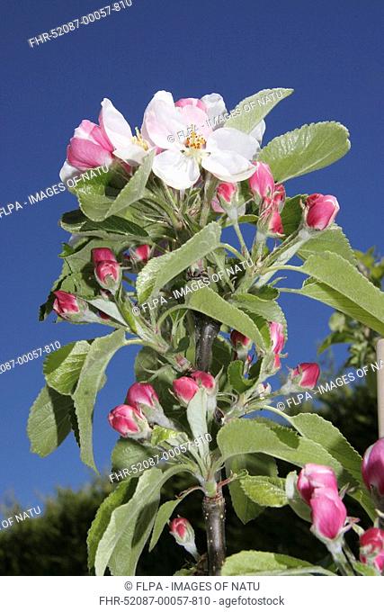 Cultivated Apple Malus domestica 'James Grieve' flowering in garden, England, spring