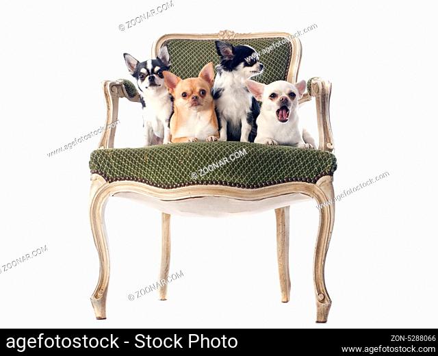 chihuahuas on an antique chair in front of white background