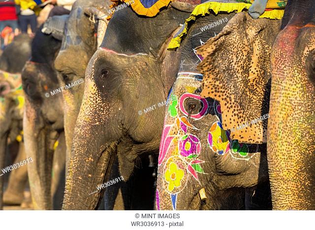 Close up of Indian Elephants with brightly coloured ornaments painted on their skin