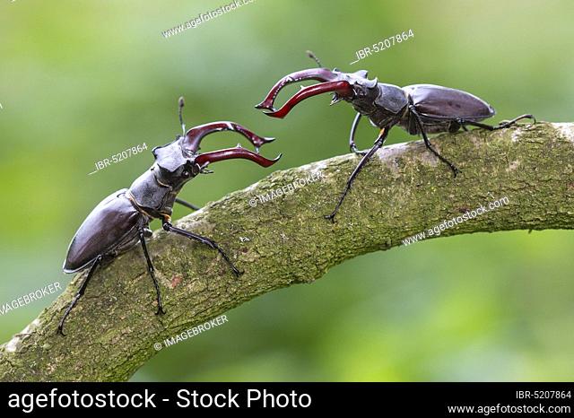 Stag beetle (Lucanus cervus) Lower Saxony, Germany, Europe