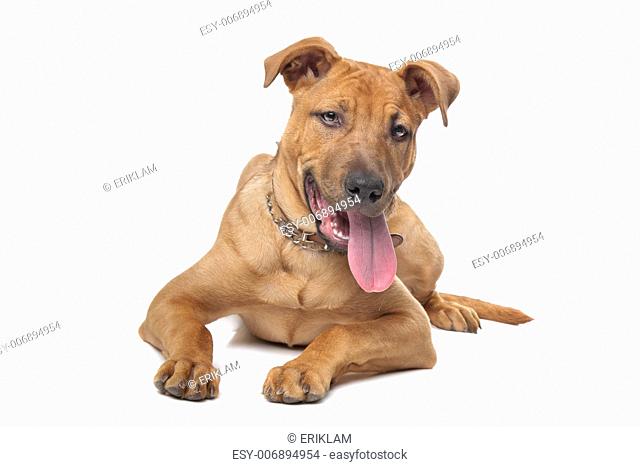 mixed breed dog( Stafford Terrier) in front of a white background