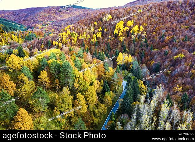 Aerial view of a decidual forest and road in autumn. Close to Irati area. Navarre, Spain, Europe