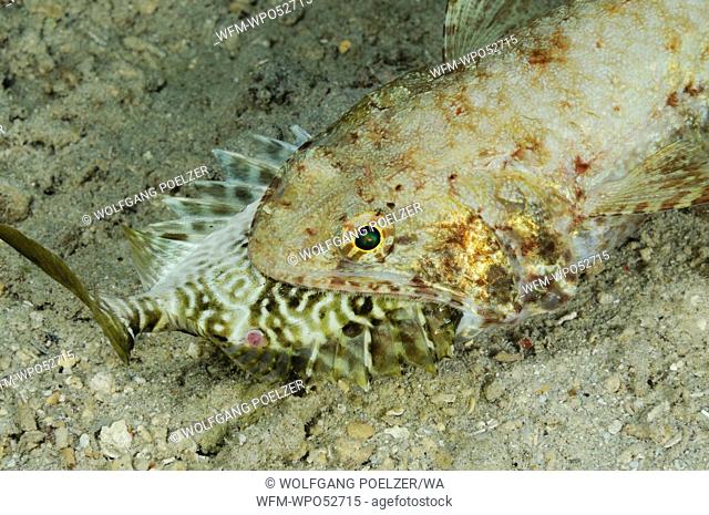 Lizardfish feeding on his Prey, Synodus sp., Bali, Indonesia