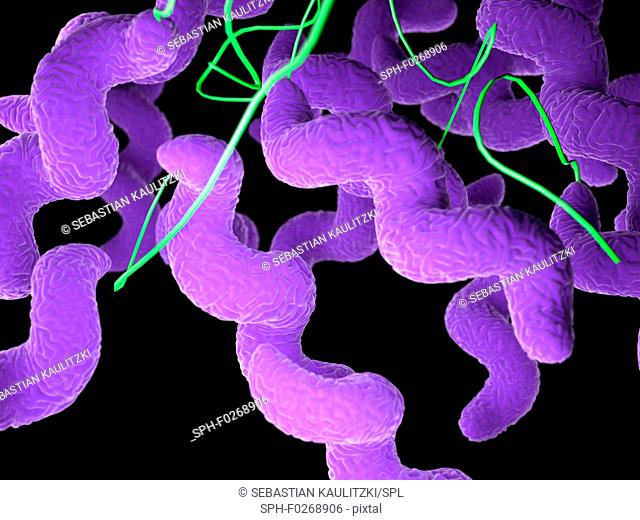 Campylobacter bacteria, computer illustration