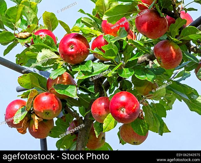 Beautiful red apples variety Red Devil developing on a tree branch with a blue sky background