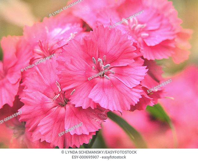 Sweet William DInathus barbatus flowers