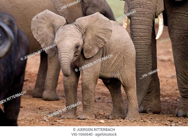 young African Elephant, baby, Loxodonta africana, THE ARK, ABERDARE NATIONAL PARK, KENYA, Africa - ABERDARE NATIONAL PARK, KENYA, 24/09/2008