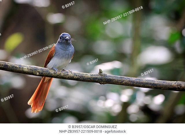 Female Asian Paradise-Flycatcher (Terpsiphone paradisi) perched on branch. Kaeng Krachan National Park. Thailand