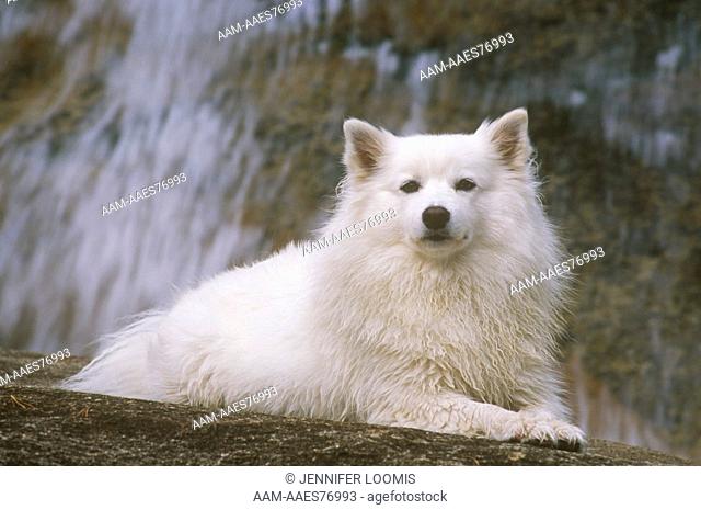 American Eskimo Dog at White Mountain NF, New Hampshire