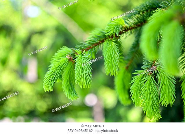 young sprout of spruce, natural forest background