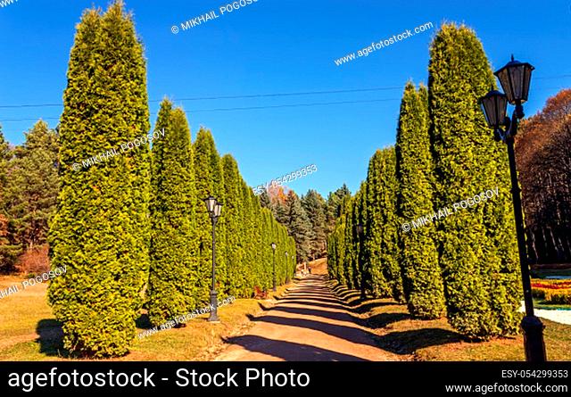 .Thuja alley in the famous resort park Kislovodsk, Northern Caucasus, Russia.