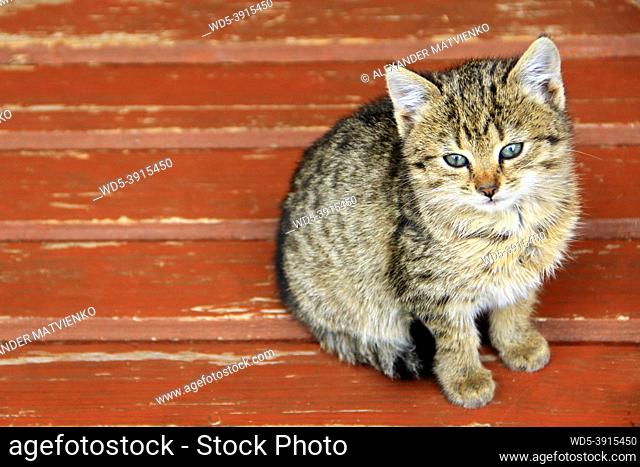 Kitten sits on bench. Young grey cat sitting on the surface. Beautiful little cat