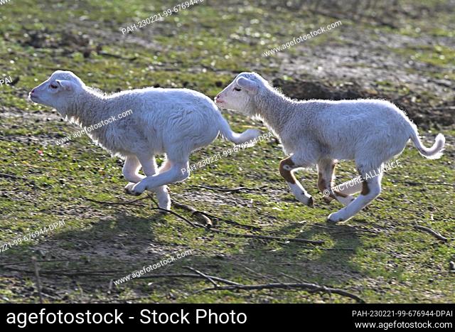 21 February 2023, Brandenburg, Bad Freienwalde: Two few days old ewe lambs run across a pasture. Landscape maintenance in sheep farming is becoming more and...