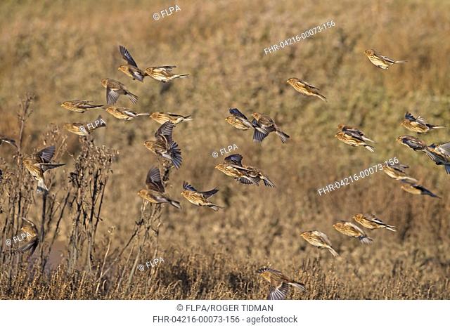 Twite (Acanthis flavirostris) flock, non-breeding plumage, in flight over saltmarsh, Norfolk, England, December