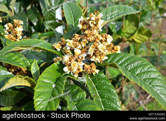 Japanese medlar or loquat (Eriobotrya japonica) is an evergreen small tree native to China nad introduced in other temperate regions for its edible fruits