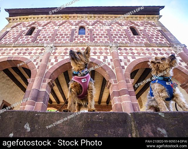 20 August 2021, Hessen, Lorsch: The two Yorkshire terriers Nelly (l) and Kai sit in front of the colourful sandstone façade of the Königshalle of the former...