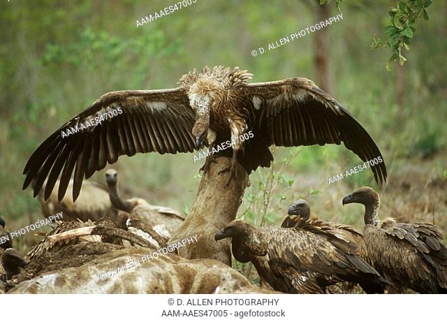 White-backed & Cape Vultures on Giraffe Carcass, Sabi Sand, South Africa