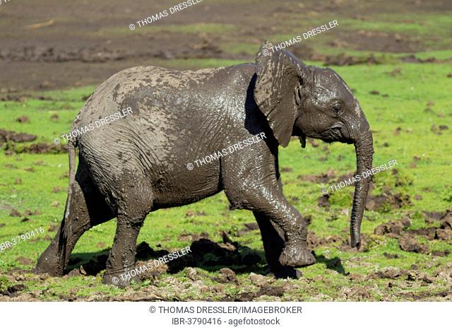African Elephant (Loxodonta africana), calf covered in mud, Kruger National Park, South Africa